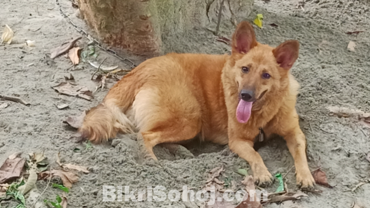 জার্মান সেফাট মিক্স ব্রিড